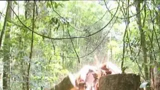 Australia bans illegal timber imports