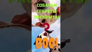 3 крутых факта о собаках за 60 секунд...Three Cool Facts About Dogs in 60 Seconds#short