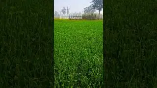 beautiful nature 👌👌😊😊😊 #nature #naturelovers #shorts #shortsfeed #love #viral #trending