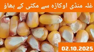 Maize rate today // maize price Punjab Pakistan 02.10.2025
