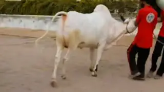 Big Desi Dangerous Bull | Mast Desi Fateh Jangi Bull | Islamic Vlogs | #cattle #dairyfarm #desibull