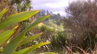 Creating a Beautiful Wetland: Riparian Planting