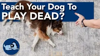 Teach Your Dog to Play Dead!