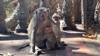 The caregiving Activities Of a Monkey Towards Her Young