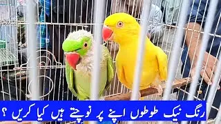 why ringneck parrot plucking feather | how to fix moulting urdu/hindi