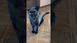 Panther demands a treat like an ordinary cat 😸❤️