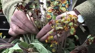 Polyanthus seeds