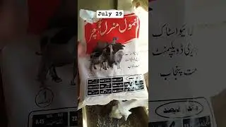 Anmol mineral mixture for my goats #mineralmixture #mineral #goatslover #goatfarming #dailyvlog