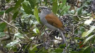 Brown-backed Solitaire Singing
