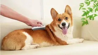 Ecommerce Product Video Services - Pet Grooming Brush