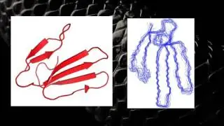 Characterization of a Novel Three-Finger Toxin in Blue Coral Snakes