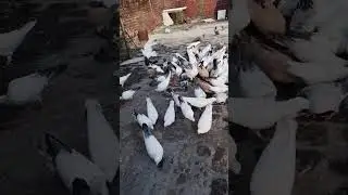 kabootar #pigeon #search #birds #pigeonlover #love#pets