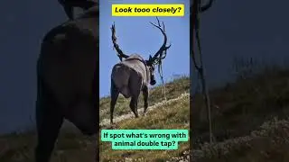 unique people know what's wrong with animal? #animalQ&A #animal #wild #nature #viral #uk #usa #short