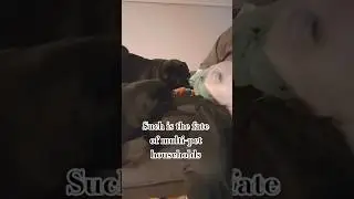 Such is the fate of multi-pet households #pug #dog #cute