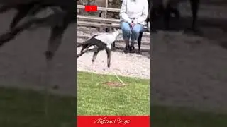 ⭕ Secretary  Bird Kicking The Snake!! l #shorts