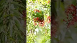 Colorful Parrot Among Native Australian Flora#cuteflora #trending #youtubeshorts