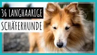 Alle 36 langhaarige Sch&auml;ferhund-Rassen | Mit Bildern [2023]
