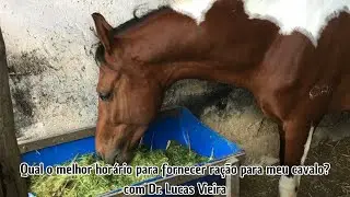 Qual o melhor hor&aacute;rio para fornecer ra&ccedil;&atilde;o para meu cavalo?