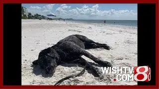 IMPD K-9 Детектив Мэгги и Хэндлер. Дэйл Янг уходит в отставку