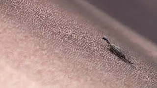 Snakefly (Raphidiidae) eating and hunting nature footage / Variety of Nature / Insects of the world