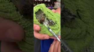 Cute Baby Squirrel Rescue || PETASTIC 🐾