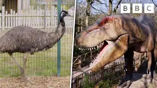 Are Birds Dinosaur Descendents? 🦖 | One Zoo Three | CBBC