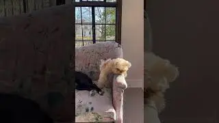 Puppy falls trying to climb couch #funny #puppy  #fall  #dogvoiceover #ouch