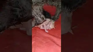 Newborn Kittens Are Gorgeous Mother Cat Cleaning