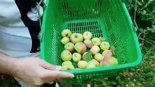 Apple garden in Russia🇷🇺 /ulyanovsk/Ульяновск| Russia/Россия| Russian apples