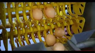 Central egg collection system