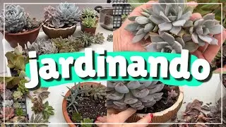 Jardinando nas suculentas até a chuva chegar 