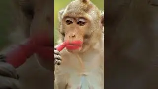 Monkey wearing makeup