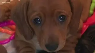 In Other News | Dogs evolved 'puppy dog eyes' to appeal to humans