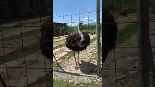 Страус #ostrich #asmr #ostrichbird #bigbird #vlog #наприроде #summer #farm #шея #птицы #birds #лето