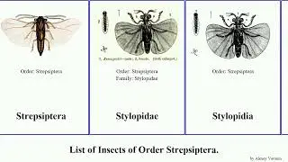 List of Insects of Order Strepsiptera. stylops barberi Elenchus Halictophagus maorianus Kreuzberg