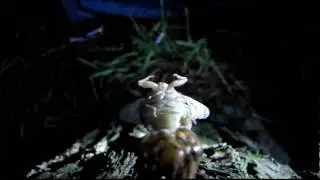 thelope.com - T. figuratus cicada ecloses in AR (10-07-11 156.MOV)