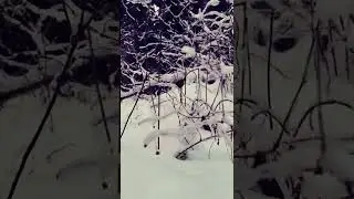 Winter Nature Forest  Snow Close up Background video 4K | No copyright footage (360p)#snow #nature