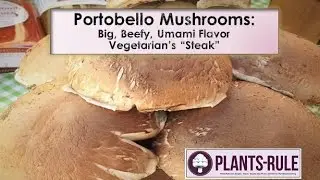 Portobello Mushrooms: Big, Beefy, Umami Flavor from Plants-Rule