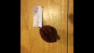 Eating a Brown Moruga Scorpion ::HOTTEST PEPPER IN THE WORLD::::