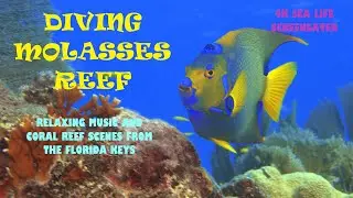 MOLASSES REEF - Key Largo Florida - 4k Sea Life Video - Relaxing Music