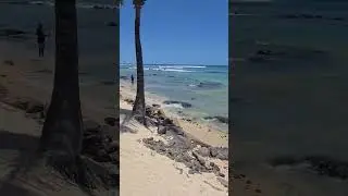 Mauritius 🇲🇺  Most Beautiful Place in the World #foryou #travel #beach #turtle #mauritius #dlaciebie