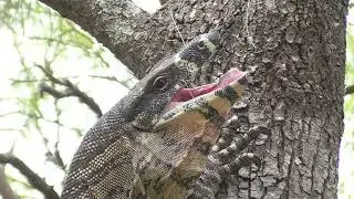 Lace Monitor or Tree Goanna (Varanus varius)