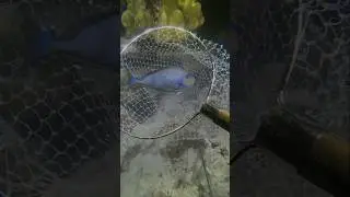 Catching fish 😱😍 #fish #sea