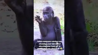 Shaved monkey cleaning his dirty ears gets caught lol 🤣 #lolfunnymonkey🐵#followforfollowback l