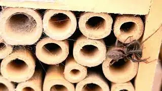 Tube Web Spider Attack