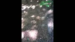 Lauf simulation