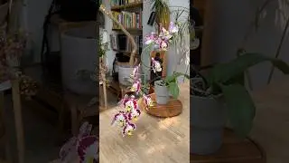 How to grow amazing Orchids at home! #orchid #houseplants #indoorplants #plants
