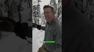 Alaskan Taiga: Winter Wonderland Exploration
