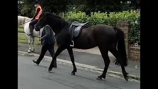Juno - Smart Riding Pony to Produce