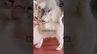Why Cats Freeze When You Put a Collar On
